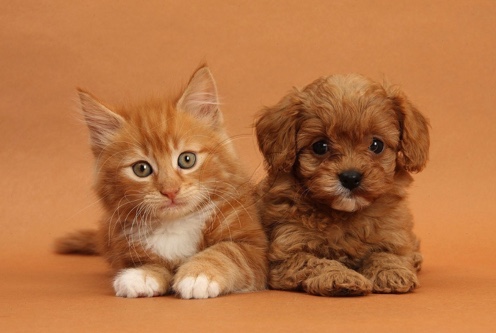 Saiba como saber a idade “real” do seu cãozinho ou gatinho