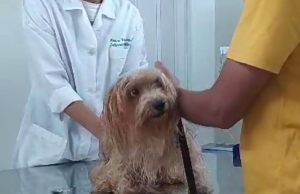 Vereador Jhony Sasaki realiza a 2° Ação Animal “Veterinário no Bairro” em São Vicente, SP