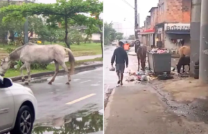Cavalos são flagrados revirando lixo em São Vicente, SP