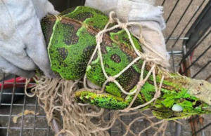 Iguana-verde é resgatada em São Vicente,SP