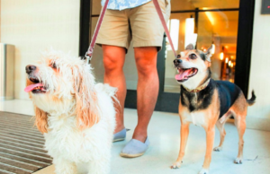 Proibir animais domésticos em condomínios pode gerar multa de até R$ 10 mil em Santos, SP