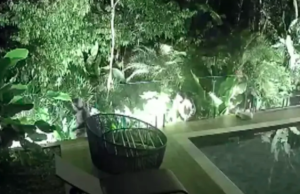 Criminosos invadem e rendem mais de 20 convidados de festa em Bertioga