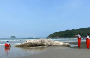 Baleia fica encalhada depois de ser vista no mar de Guarujá