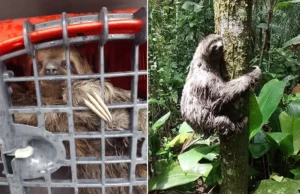 Preguiça foi resgatada depois de ser encontrado em terminal de contêineres