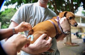 Região de Santos começa com a campanha de vacinação gratuita hoje!