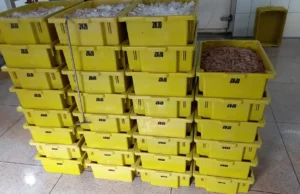 Pescadores foram multados em R$ 50 mil depois de apreender mais de 570 Kg de camarão