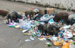 Porcos são flagrados em meio a pilha de lixo em calçada de escola em São Vicente, SP