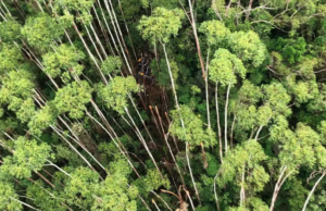 Destroços de helicóptero que desapareceu com 4 pessoas em SP é encontrado em Paraibuna