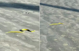Papa-pinto ou cobra d’água é vista em praia do litoral de SP