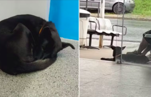 Cadela passa três semanas chorando na porta de hospital esperando por tutor que morreu
