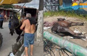 Cavalo abandonado morre em Avenida movimentada em Santos SP