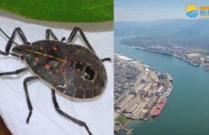 Praga Asiática chega ao Brasil pelo Porto e ameaça se espalhar