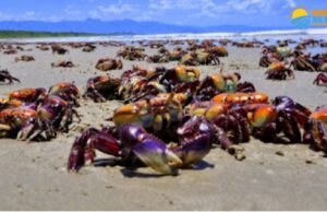 Caranguejos invadem praia após fortes chuvas no litoral de SP