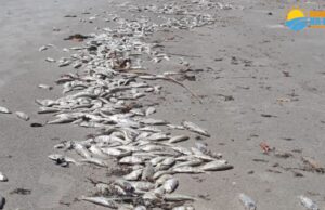 Peixes são encontrados mortos em praia no litoral SP