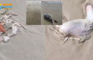 Praia amanhece novamente com ratos e baratas mortas, no litoral SP