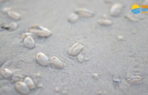 Saiba um pouco mais sobre Selpas: conhecida como “uvas do mar”