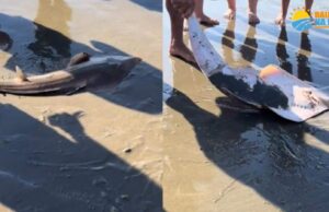 Raia-Viola é encontrada por banhistas no litoral de SP