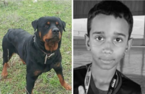 Morre menino que foi atacado por Rottweiller