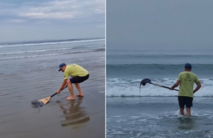 Raia encalha é devolvida ao mar após ser transportada em remo no litoral SP
