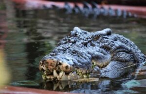 Homem morre após ser atacado por crocodilo na Indonésia