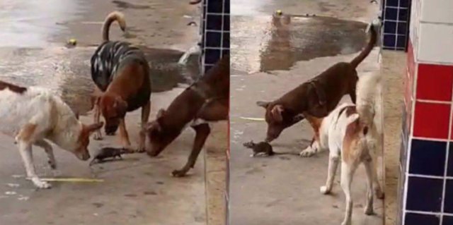 Captura de Tela 2025-05-20 às 10.23.25