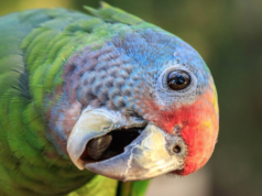 Papagaio-de-cara-roxa é escolhido símbolo do município de Itanhaém. Saiba mais…