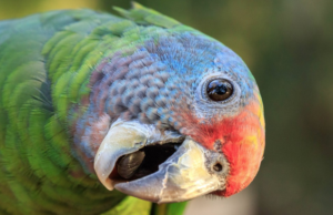 Papagaio-de-cara-roxa é escolhido símbolo do município de Itanhaém. Saiba mais…