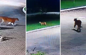 Onça-parda é flagrada em frente a condomínio em Peruíbe SP