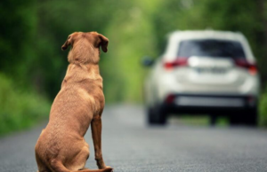 Abandono de animais pode levar à suspensão da CNH. Você sabia?
