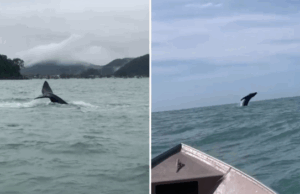 Mãe e filhote de baleia-jubarte são flagradas em praia do litoral de SP.