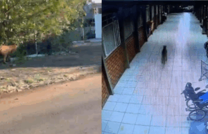 Onça-parda aparece em escola no Paraná.