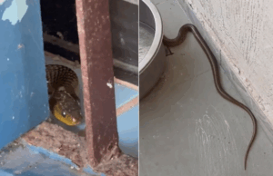 Moradores são surpreendidos por cobra no quintal de casa em Guarujá.