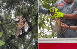 Gavião fica pendurado em árvore, após se prender em linha de pipa.