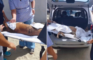 Cadela comunitária é esfaqueada em Praia Grande.