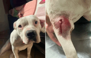 Cadela é baleada por agente da GCM em Cubatão