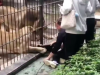 Leoa ataca criança em zoológico na China.