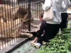 Leoa ataca criança em zoológico na China.