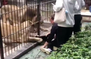 Leoa ataca criança em zoológico na China.