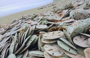 Milhares de bolachas-do-mar aparecem mortas em praia no litoral de SP.