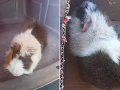 Porquinha-da-índia grávida é salva após ser jogada no lixo no litoral de SP.