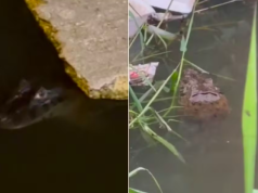 Jacaré assusta moradores ao aparecer em canal em São Vicente.