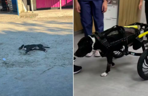 Cão atropelado fica paraplégico e é abandonado na rua em SP.