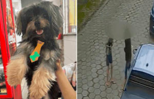 Cachorro furtado de residência é devolvido à família no litoral de SP.