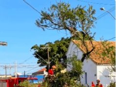 Árvore cai sobre carro com pai e filho dentro em Itanhaém (SP).
